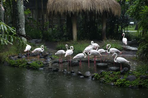 Free A serene scene of flamingos gathered by a pond in a lush, rainy park setting. Stock Photo