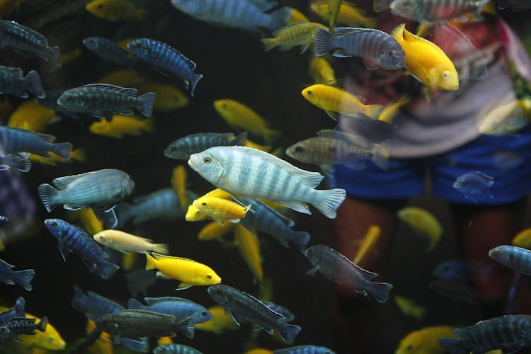 Blue And Yellow Cichlids Swimming In A Fish Tank