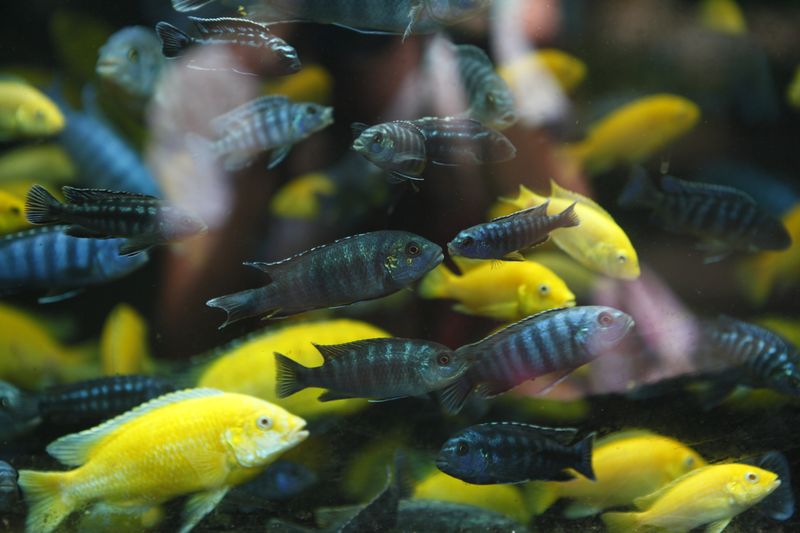 Close-up of colorful fish swimming in an aquarium showcasing vibrant aquatic life.