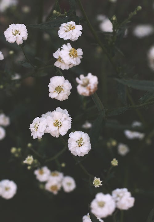 Kostnadsfri bild av änglar andas blommor, babys andedräkt, blomfotografi