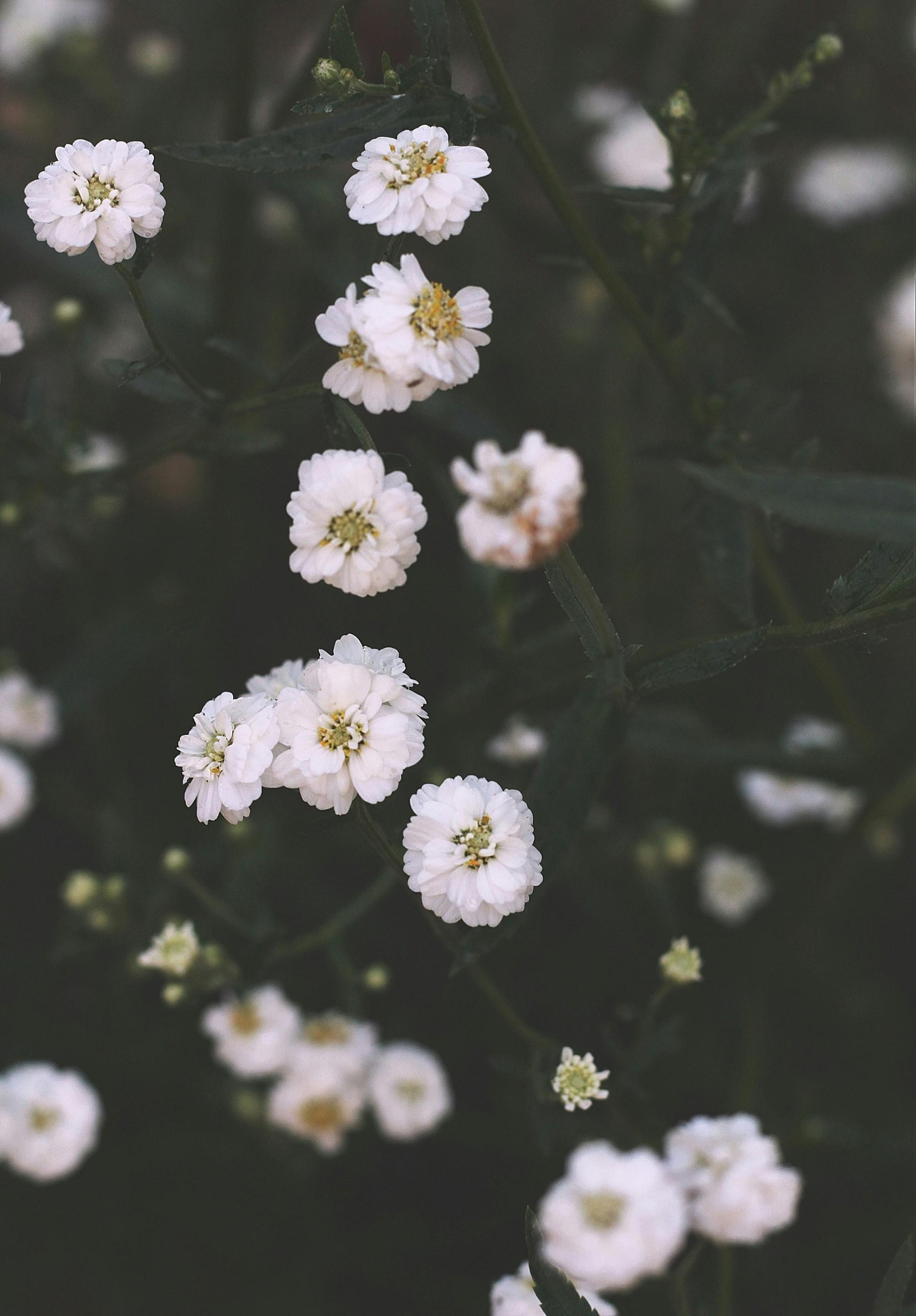 Angels Breath Flowers Reflection over a Mirror · Free Stock Photo