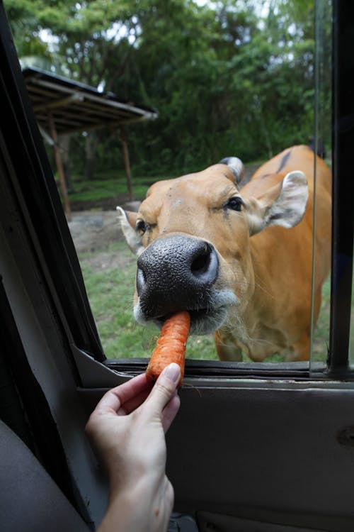 Foto d'estoc gratuïta de alimentant, animal de granja, bestiar