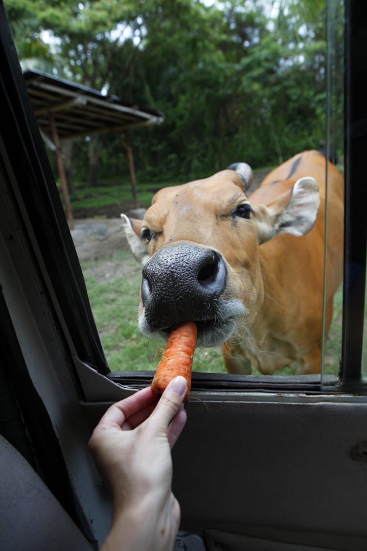 Person Feeding Cow A Carrot