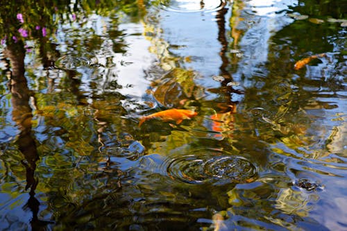 Photos gratuites de ondulations, reflets, surface de l'eau