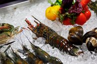 Gold and Black Fish on Ice