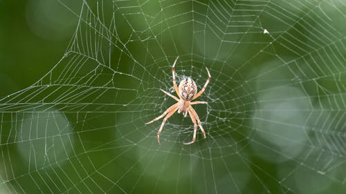 Foto stok gratis arakhnida, di luar rumah, jaring laba-laba