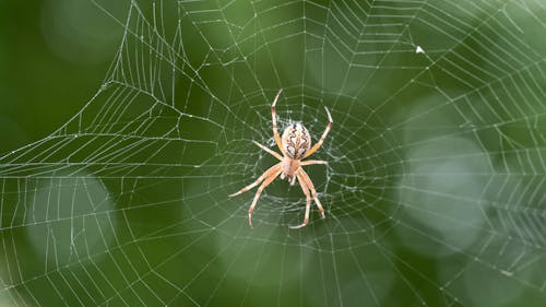 Gratis arkivbilde med edderkopp, edderkoppdyr, insekt