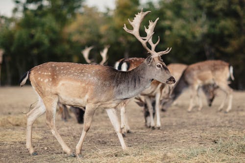 Základová fotografie zdarma na téma divočina, jelen, louka