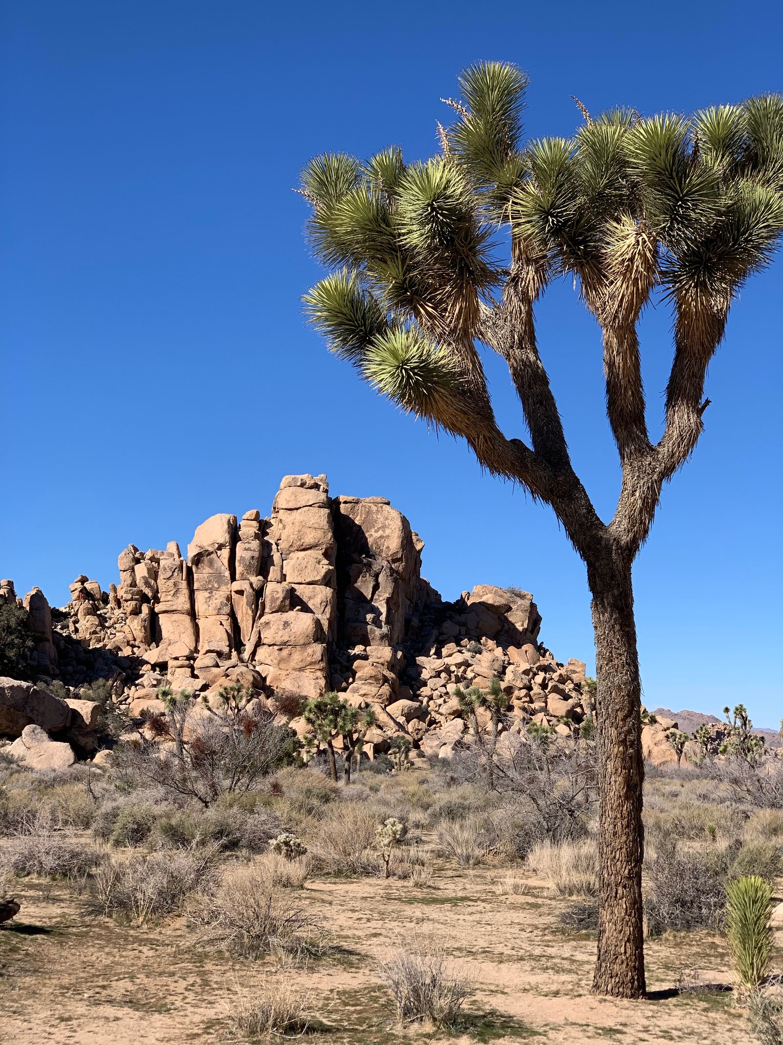 Joshua Tree National Park: A Practical Travel Guide for Your Next Trip