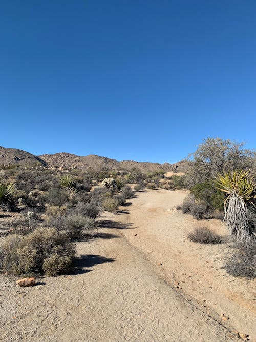 Desert Land with Bushes and Trees Under Blue Sky