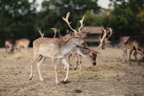Free Photograph of Deer with Antlers Stock Photo