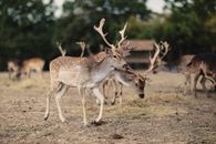 Group of deer with antlers grazing in Dimitrovgrad's natural environment.