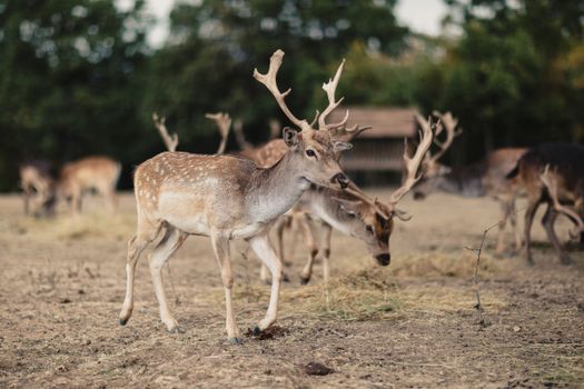 Group of deer with antlers grazing in Dimitrovgrad's natural environment.
