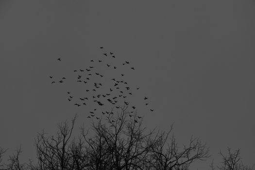 A striking grayscale image of a flock of birds soaring over bare trees against the Norwegian sky.
