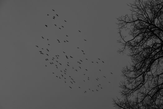 Flock of birds in a moody winter sky with tree silhouette. Captured in Norway.