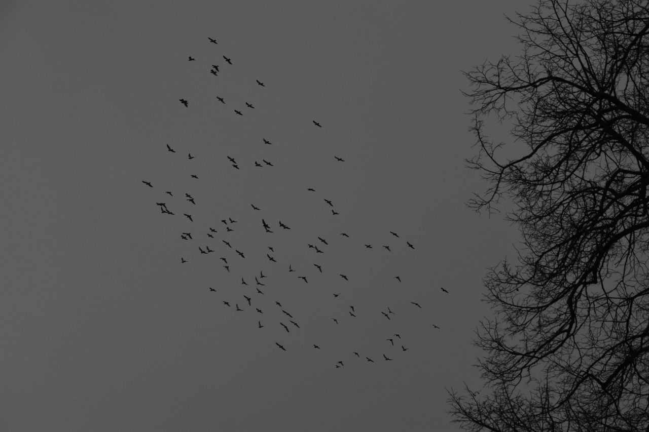 flock of birds in a moody winter sky with tree silhouette captured in