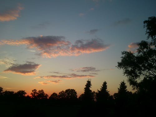 Silhouette of Trees During Sunset