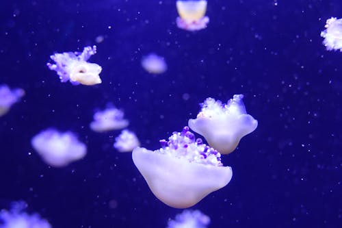 Free White and Blue Jellyfish in Water Stock Photo