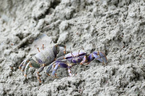 Crabs Crawling on Sand