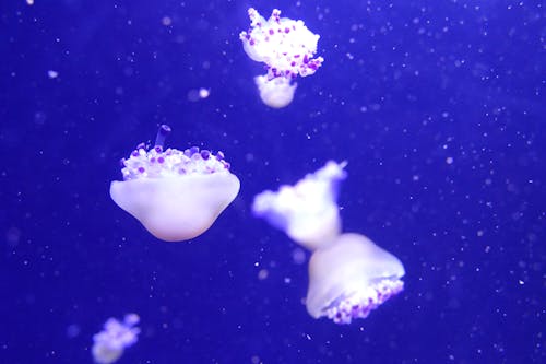 White Jellyfish in Blue Water