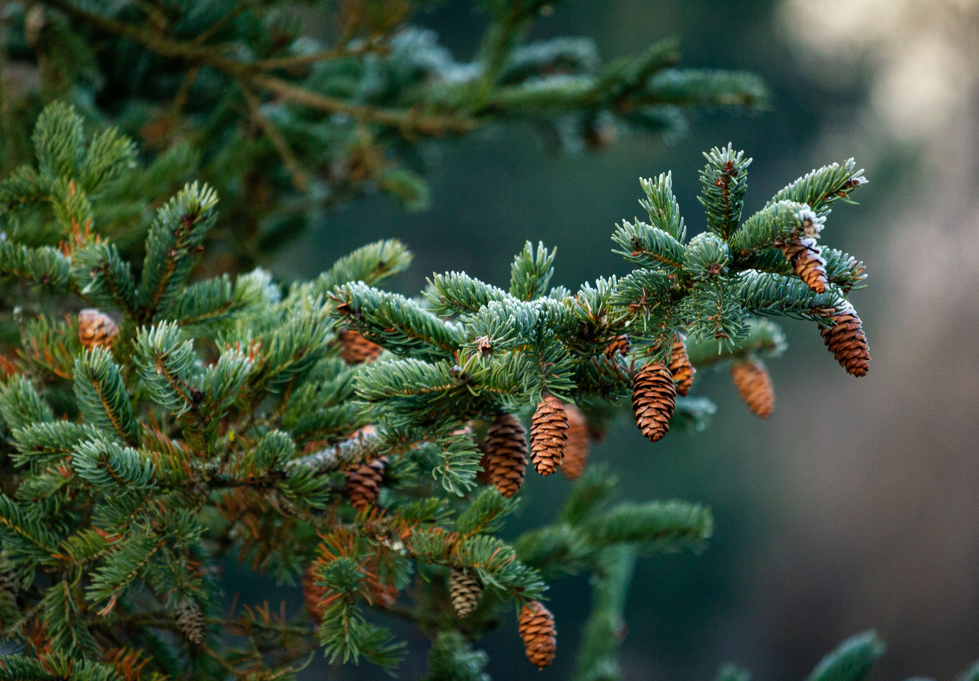 Close-up of healthy conifer spruce branches with cones — understanding proper pruning spruce trees technique in Surrey BC