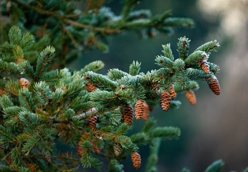 Free Green and Brown Pine Cone Stock Photo