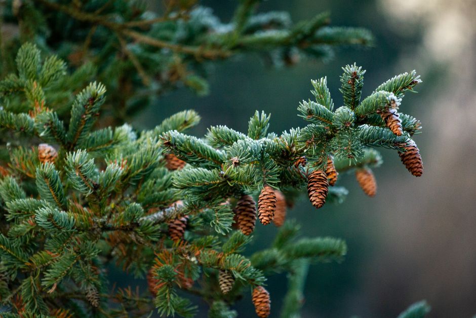 Close-up of healthy conifer spruce branches with cones — understanding proper pruning spruce trees technique in Surrey BC