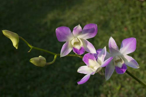 Foto stok gratis orchid pink