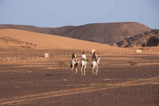 Men riding Camels on a Desert 