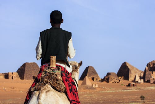 Бесплатное стоковое фото с бедуин, верблюд, вид сзади