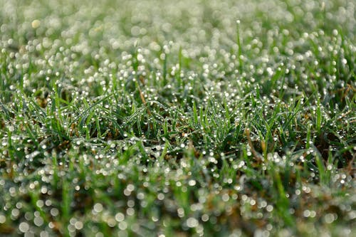 Close Up Photo of Wet Grass