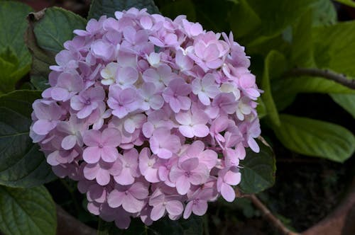 Foto stok gratis bunga hydrangea