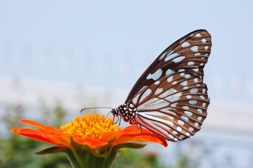 Foto stok gratis kupu-kupu harimau biru