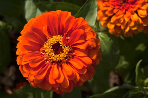 Foto stok gratis orange zinia flower