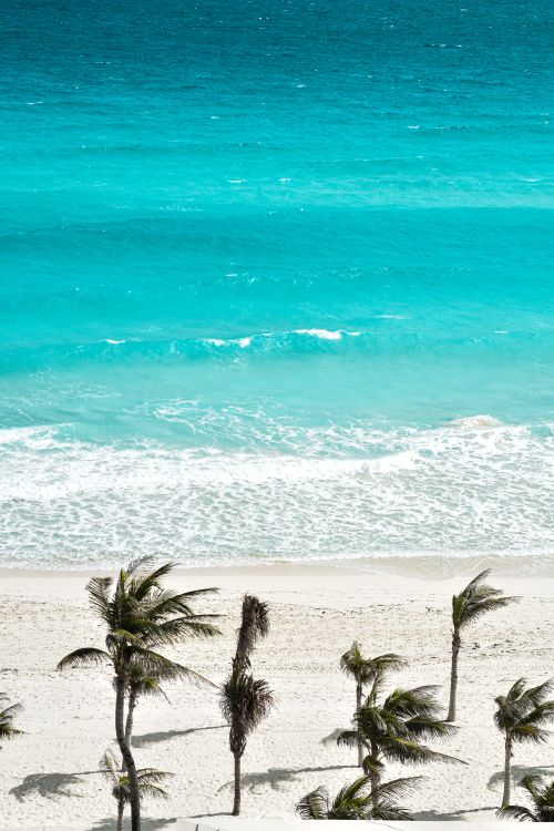 Free A serene tropical beach with coconut trees and turquoise ocean in Cancún, Mexico. Stock Photo
