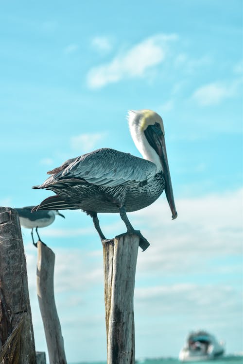 Foto profissional grátis de ave, aviário, bico