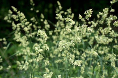 Free stock photo of background, bloom, blooming