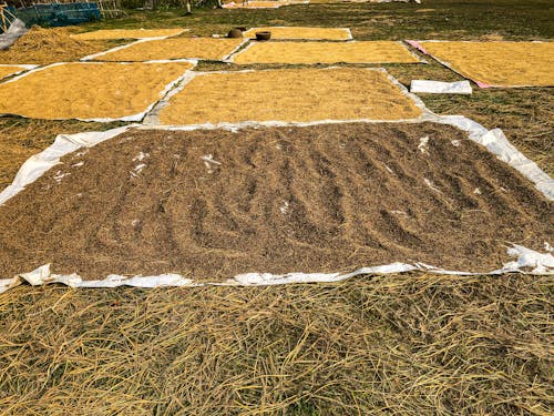 Foto d'estoc gratuïta de agricultura, assecant-se, camp