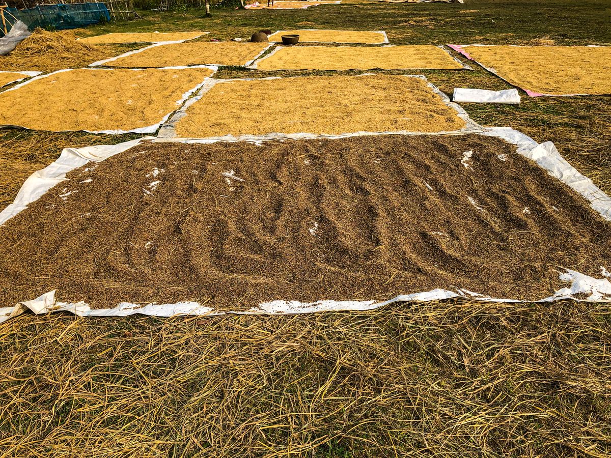 Grain spread to dry in the sun on a clean surface — dry it hard before it goes into store.