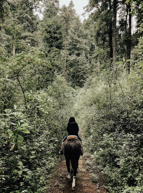 Woman Riding a Horse in the Woods