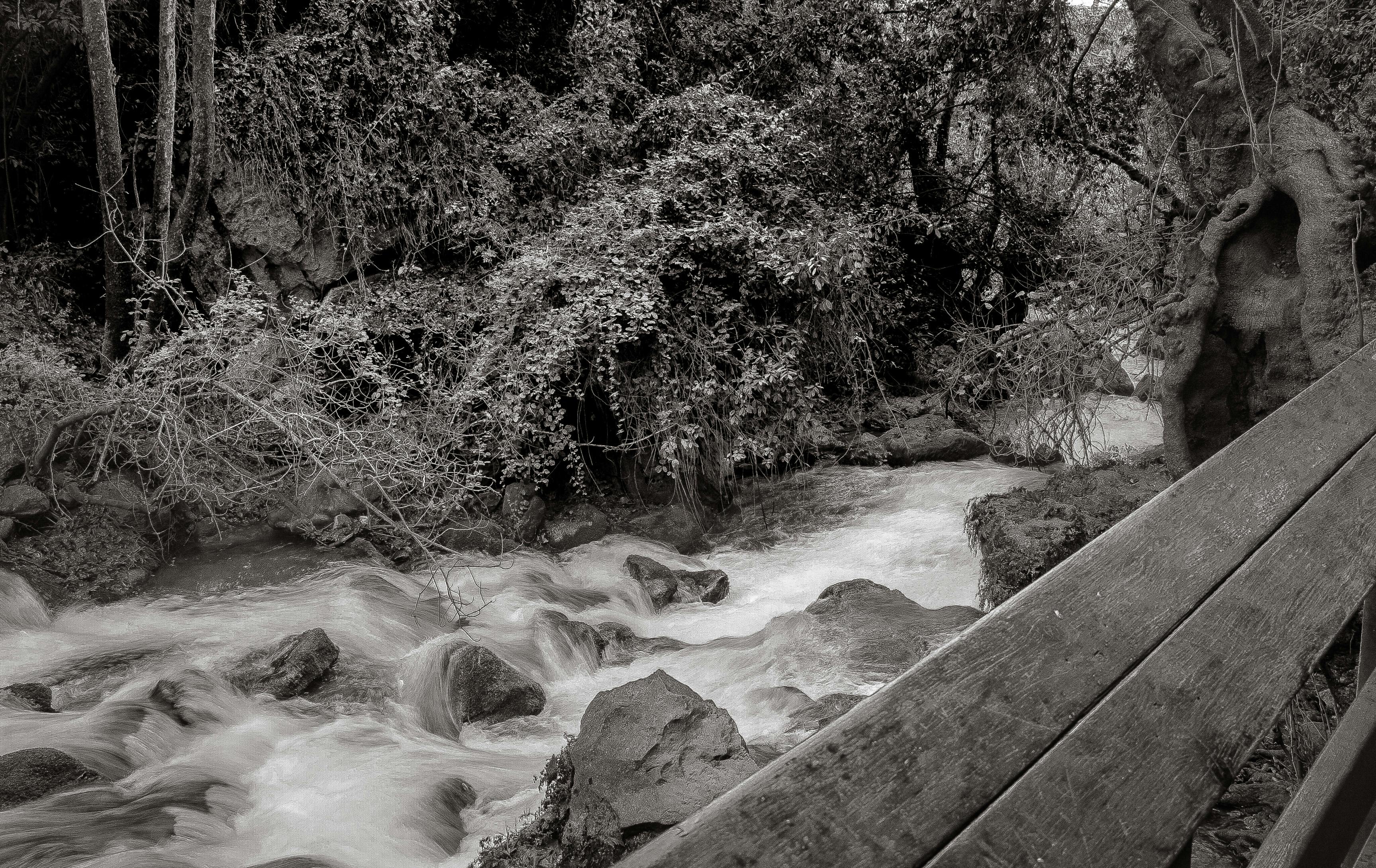 Free stock photo of africa, impala, zambia