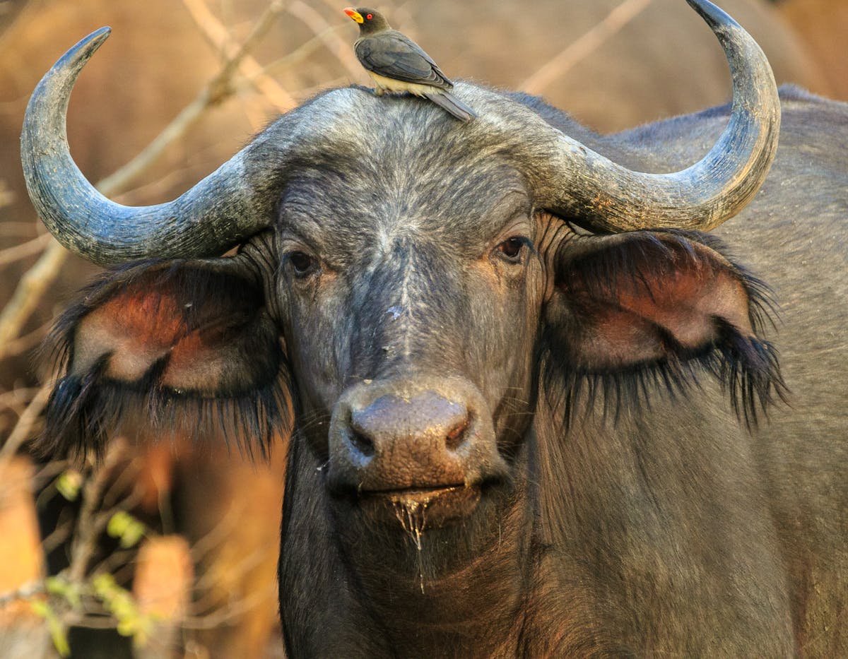 一个水牛吃着草的图片-图库-五毛网