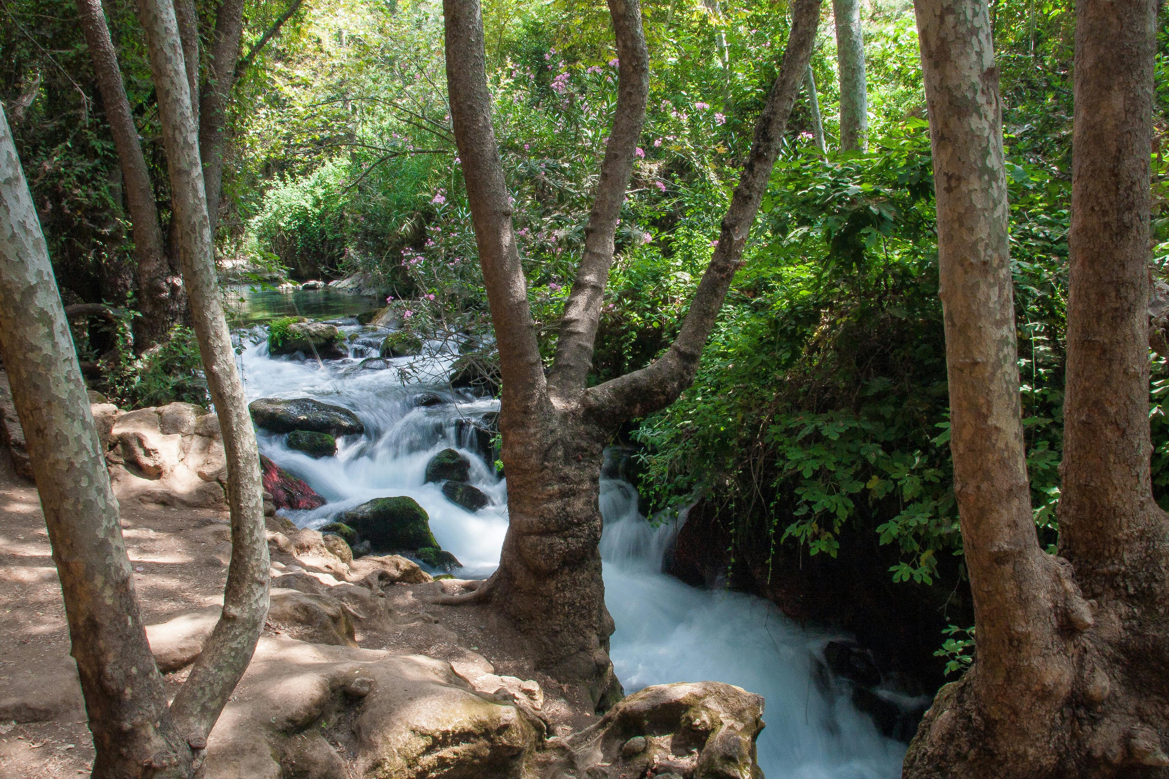 Free stock photo of africa, impala, zambia