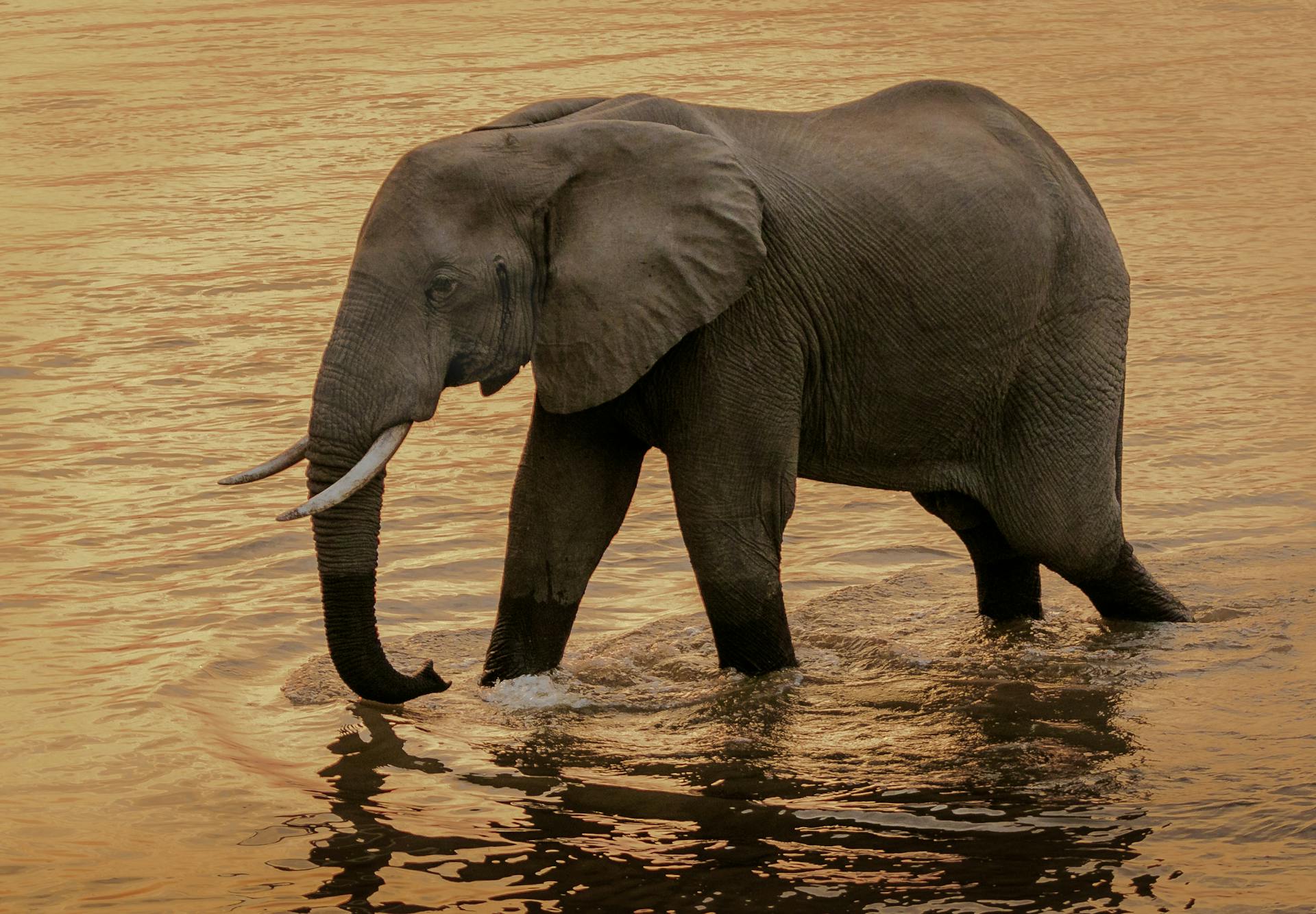 An African elephant walking through river water in Mpika, Zambia during sunset.