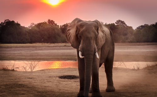Gratis Fotografi Satwa Liar Gajah Selama Golden Hour Foto Stok