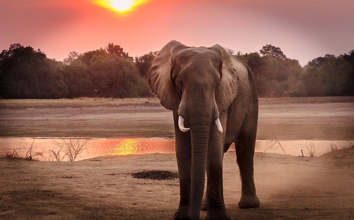 elephant standing still