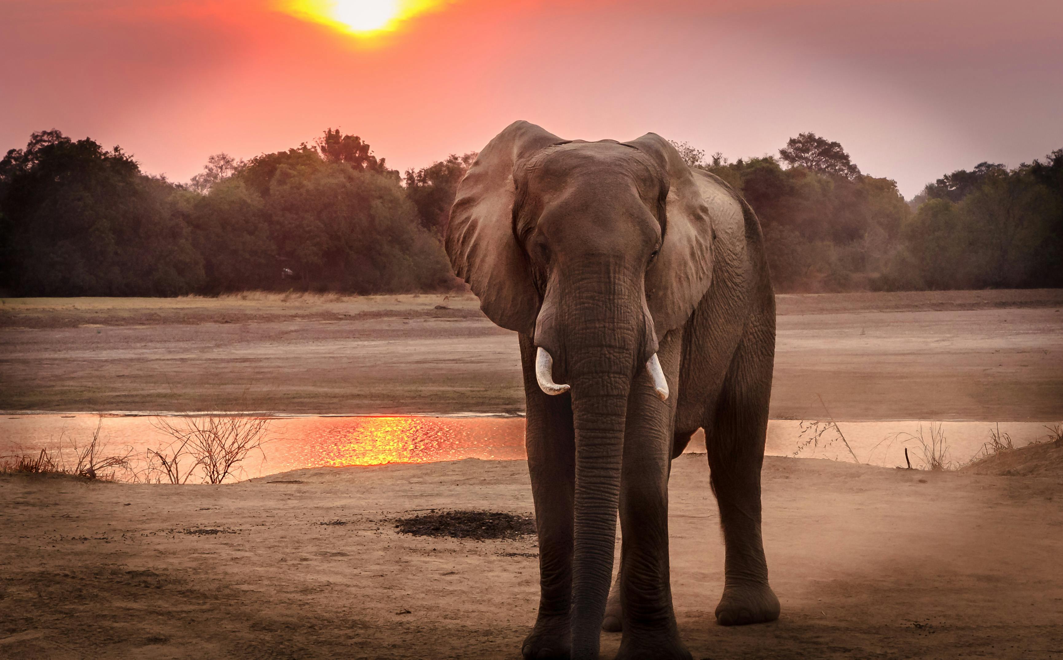 Elephant  Elephant, Elephant images, Elephants photos