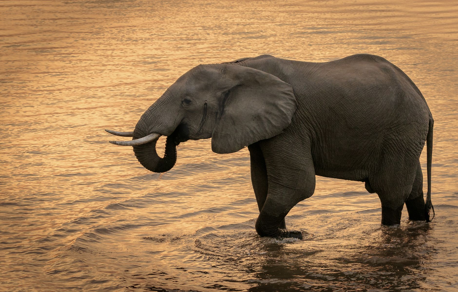 Majestic African elephant standing in a river during sunset in Zambia, capturing the essence of wildlife in nature.
