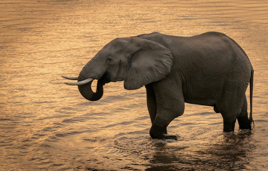 How can you tell the difference between a mammoth and an elephant ivory?