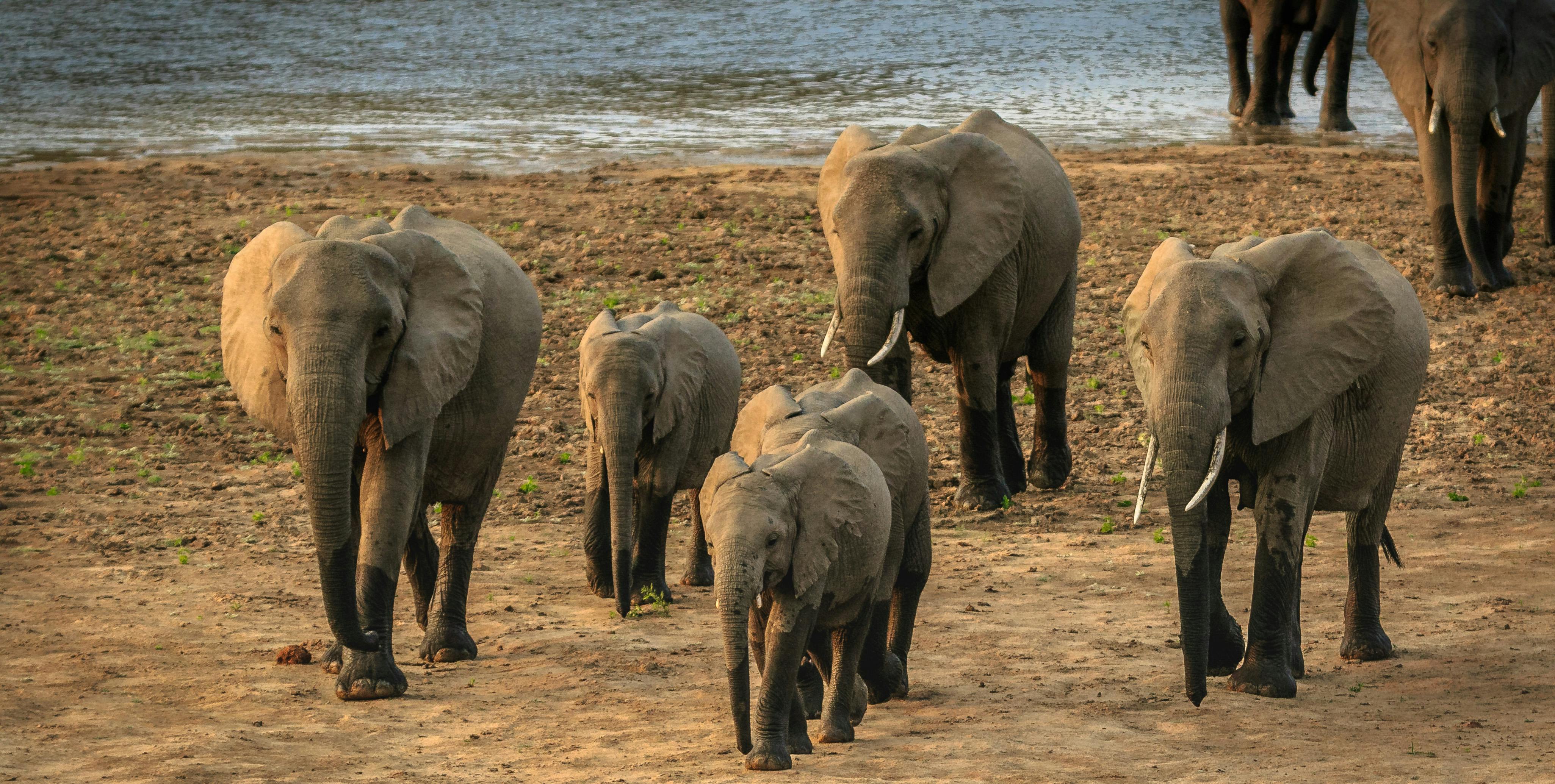 Herd of Elephants Moving Away from Body of Water · Free Stock Photo